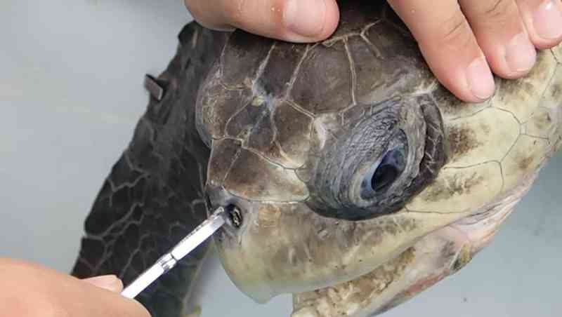 As tartarugas marinhas são os animais mais afetados com o descarte irregular de canudos de plástico