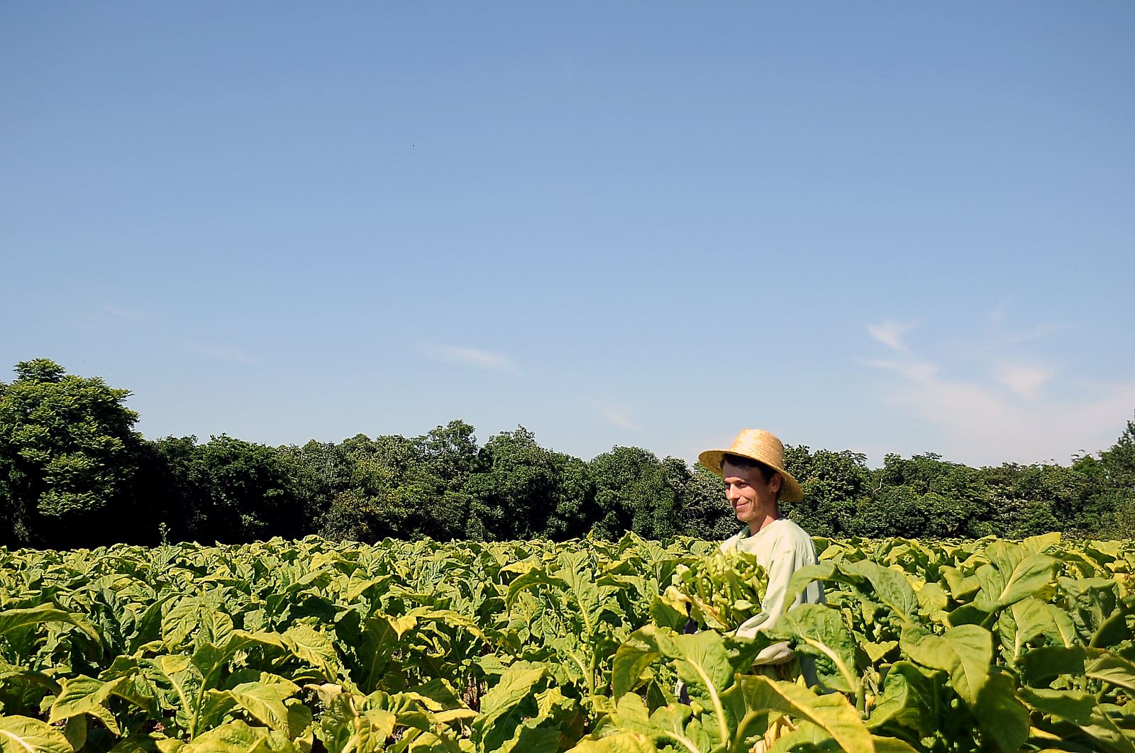 Atividade marca o início da colheita do produto cultivado por 75 mil produtores em 227 municípios gaúchos