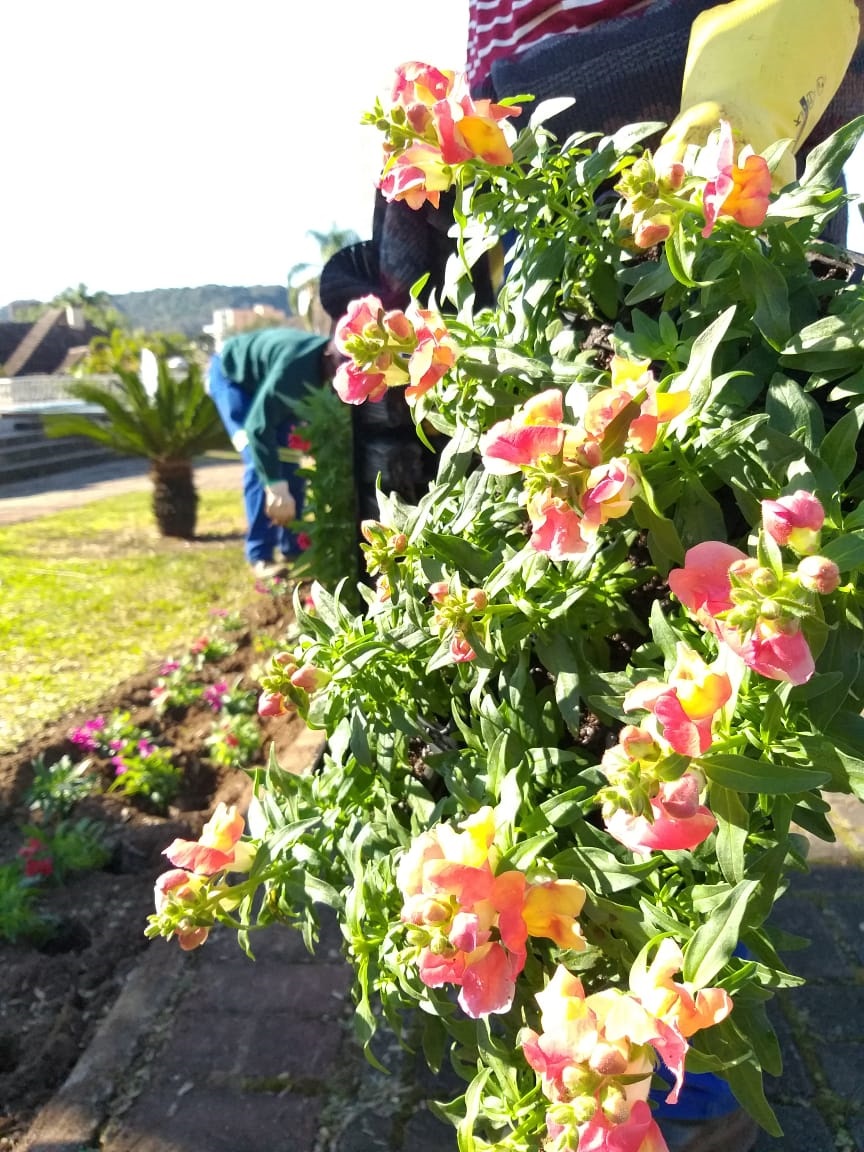 Entre os 50 mil pés de flores há bocas-de-leão, begônias, amores-perfeitos, petúnias e alegrias de jardim 