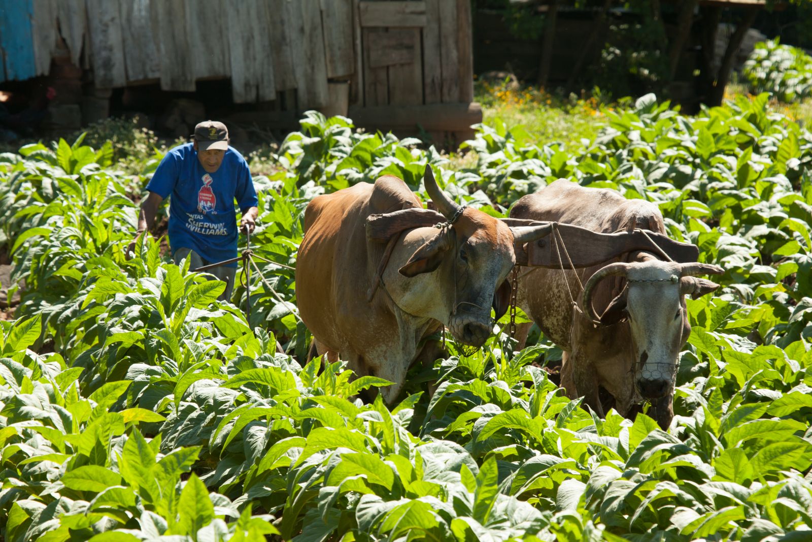 O tabaco era o produto de maior produtividade, gerava um bom lucro e assim os colonos conseguiam quitar seus dŽbitos com aquisi‹o de terras