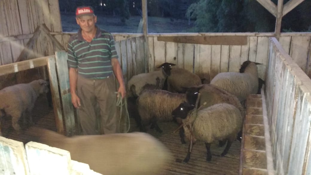 Maninho em um de seus afazeres preferidos, a lida com as ovelhas