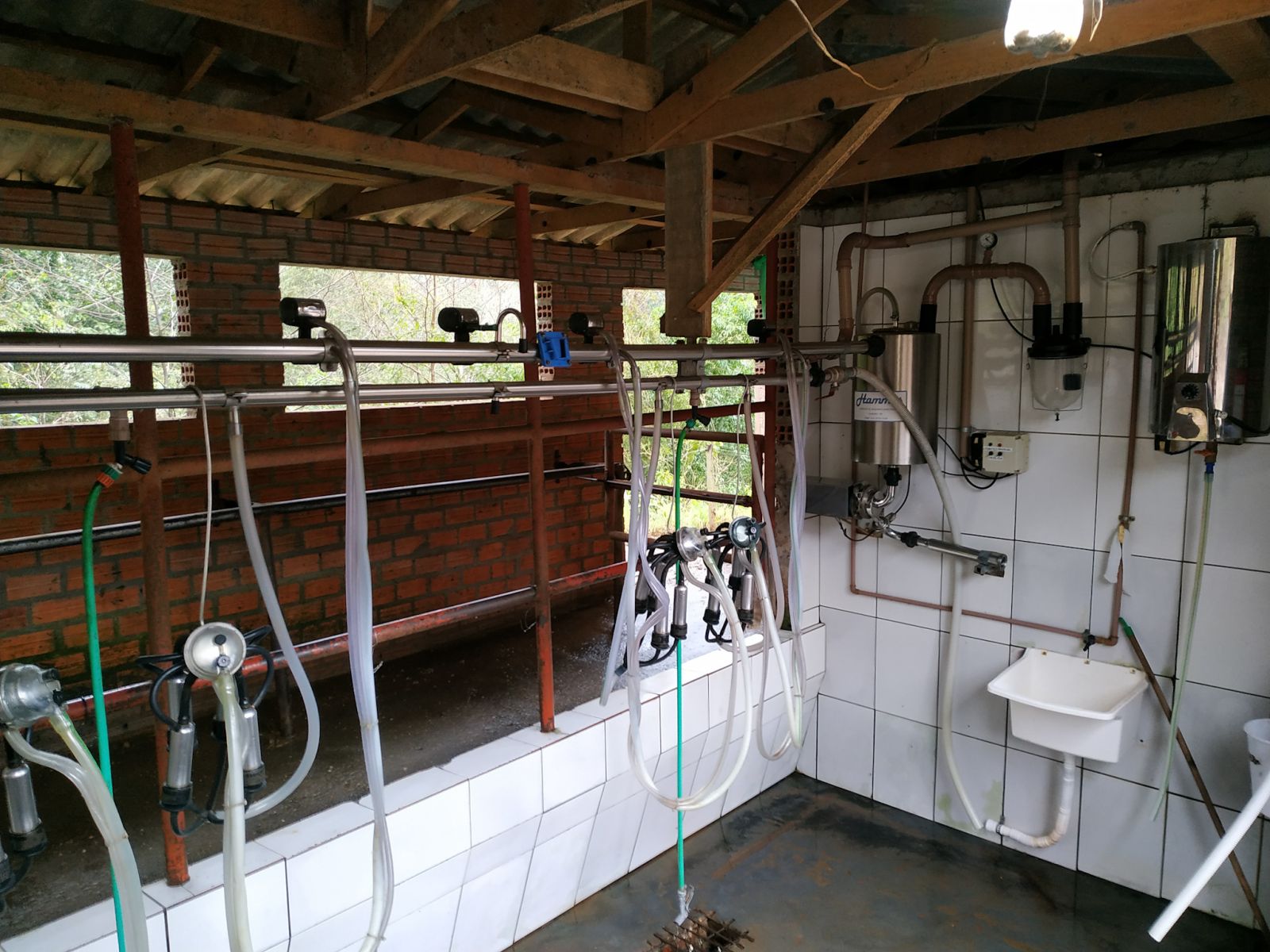 Sistema de ordenha canalizada atende atŽ 4 vacas ao mesmo tempo