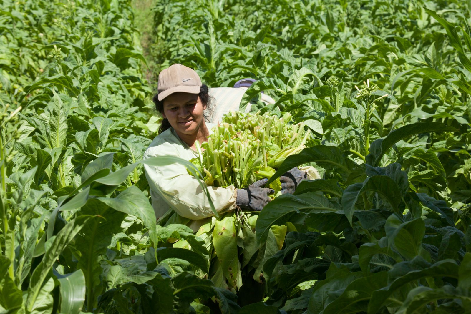 Para o vice-presidente da Afubra, Marco Dornelles, o agricultor est‡ utilizando vestimentas mais adequadas para se proteger