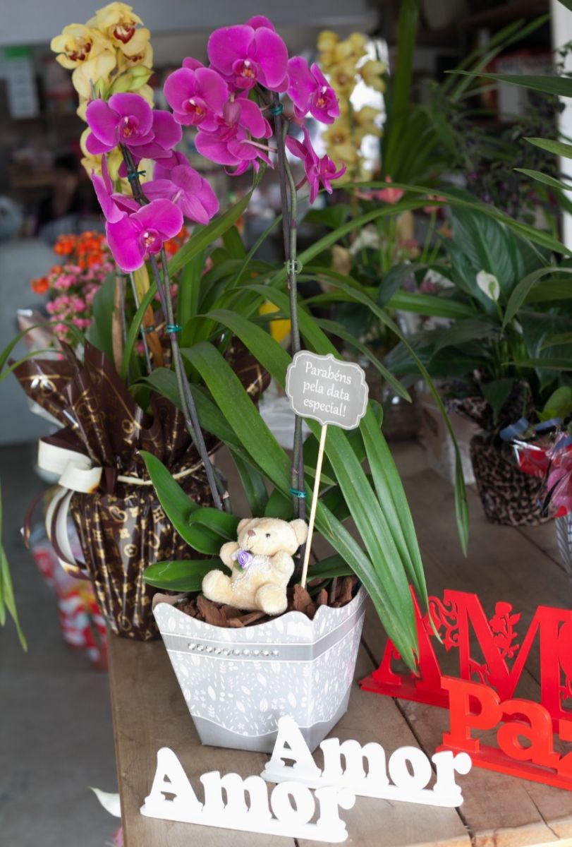 Arranjos de Orqu’deas a partir de R$ 49,90