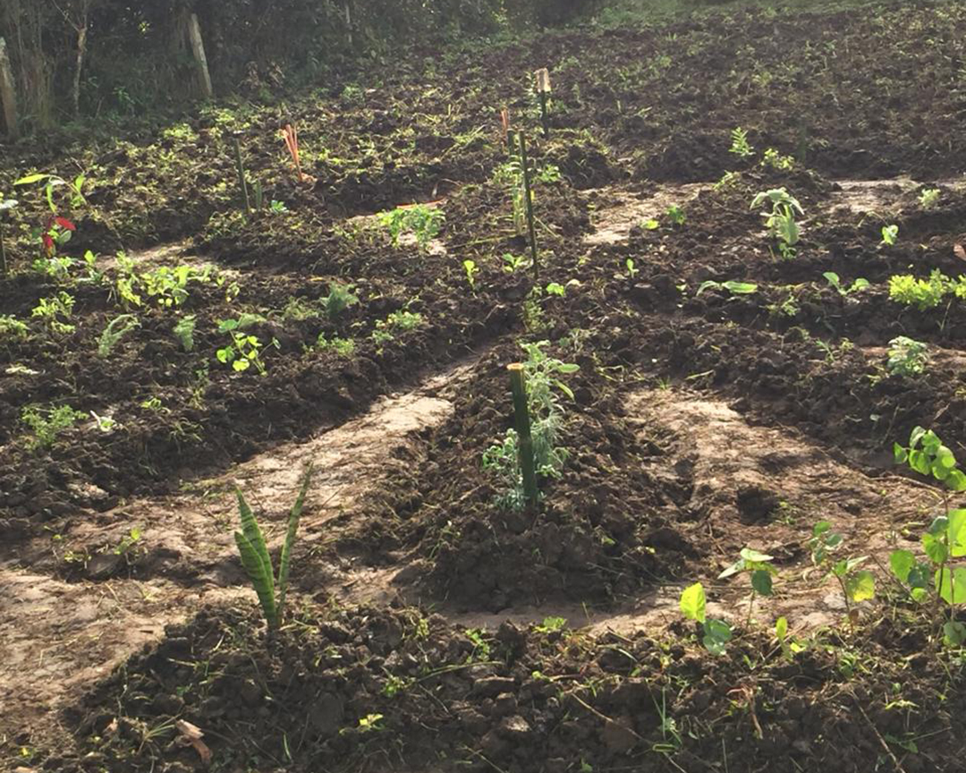 40 espécies de plantas medicinais foram plantadas no Horto