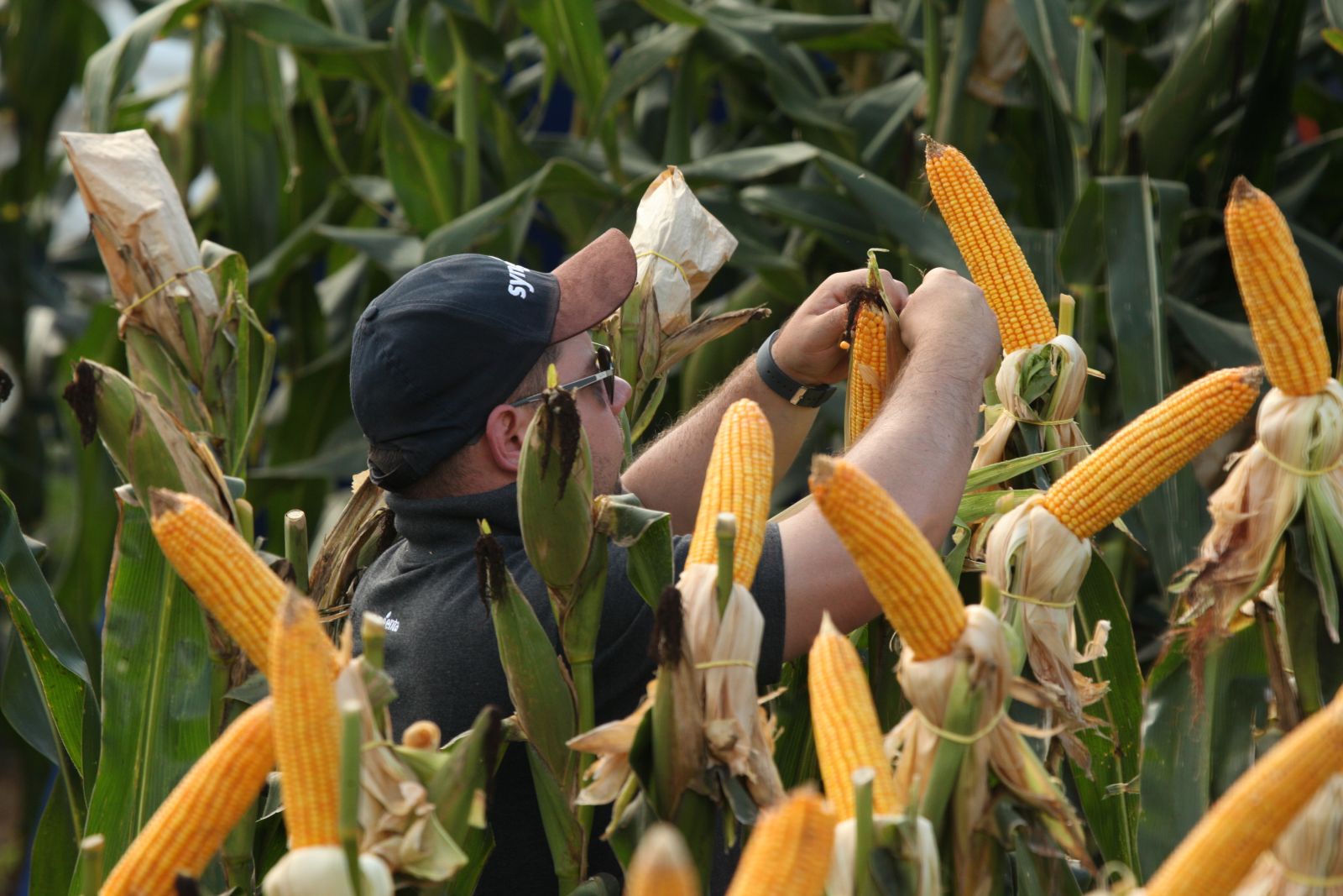 Demonstração de cultivo de milho entre outros produtos estão espalhados pelo parque