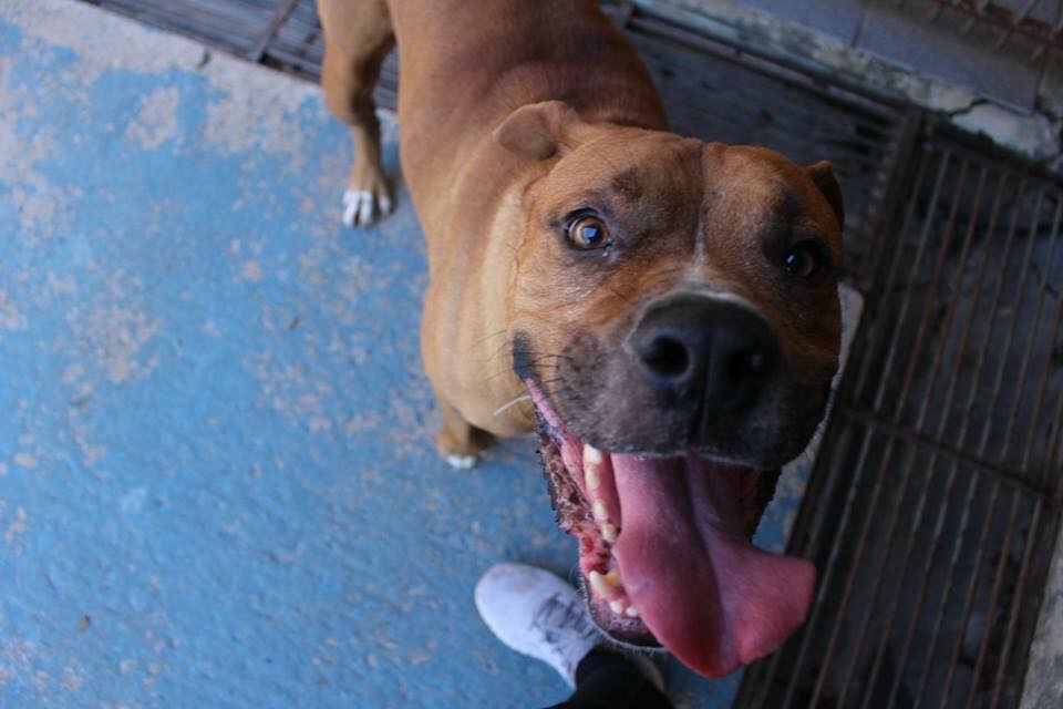 O Martin é um dos cães de porte grande disponíveis para adoção no Canil Municipal. Ele é um cão que possui instinto de guarda. Os cães do Canil são castrados, vacinados e microchipados, e com teste negativo para Leishmaniose