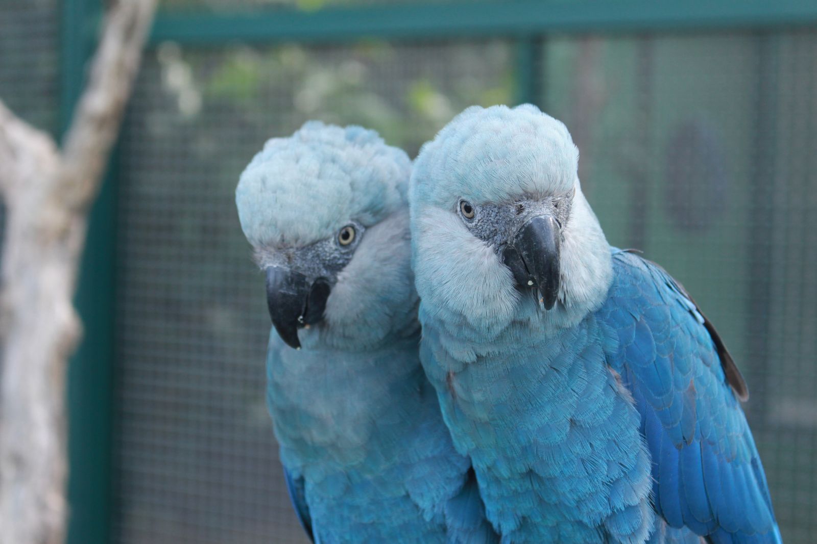 A Ararinha-azul Ž endmica da caatinga, norte da Bahia ao sul do Rio S‹o Francisco. Ela Ž uma ave de cor azul vivo e por sua beleza foi alvo de caadores para tr‡fico internacional, o que ocasionou em sua extin‹o