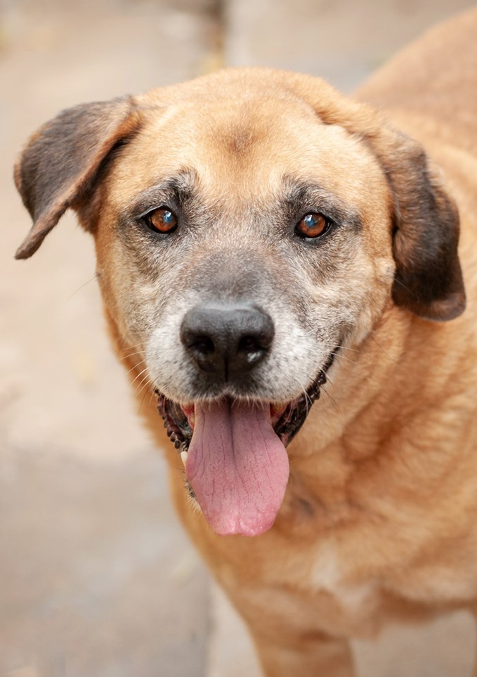 O Cururu est‡ cansado de tanto esperar uma fam’lia, essa carinha de esperana n‹o engana. ƒ um cachorro de porte bem grande, Ž castrado, vacinado e microchipado. Negativo para Leishmaniose