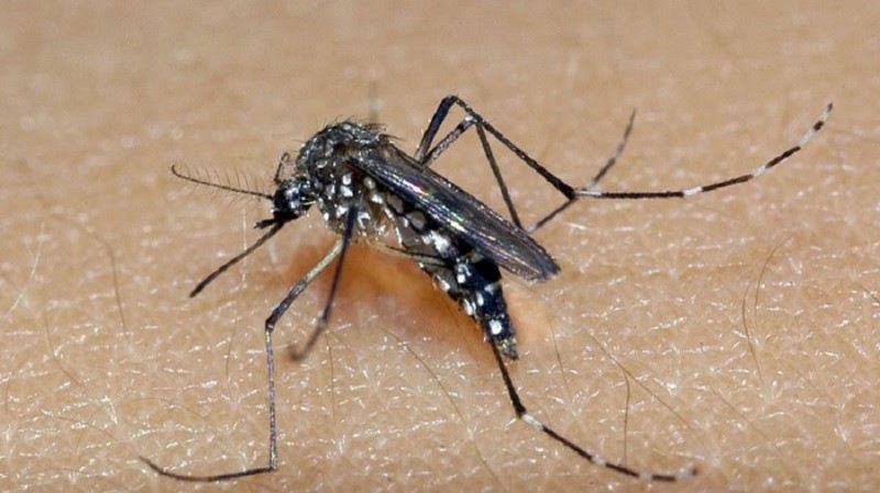 Calor e chuva favorecem a proliferação do mosquito Aedes Aegypti