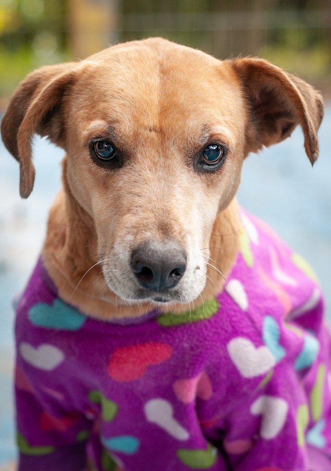 Com o nome de uma pedra preciosa, Esmeralda est‡ esperando por um lar. Ela Ž uma cadelinha especial, pois Ž deficiente visual e espera por amor e aconchego. Ela Ž porte grande, castrada, vacinada e microchipada. Negativa para Leishmaniose