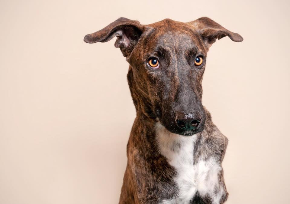 O Grasel foi abandonado e infelizmente perdeu uma patinha, por isso as pessoas n‹o querem adot‡-lo. Mas ele se vira, caminha, corre e brinca com outros c‹es. ƒ um cachorro querido ˆ espera de uma fam’lia com muito amor. Porte grande, castrado, vacinado e microchipado. Negativo para Leishmaniose