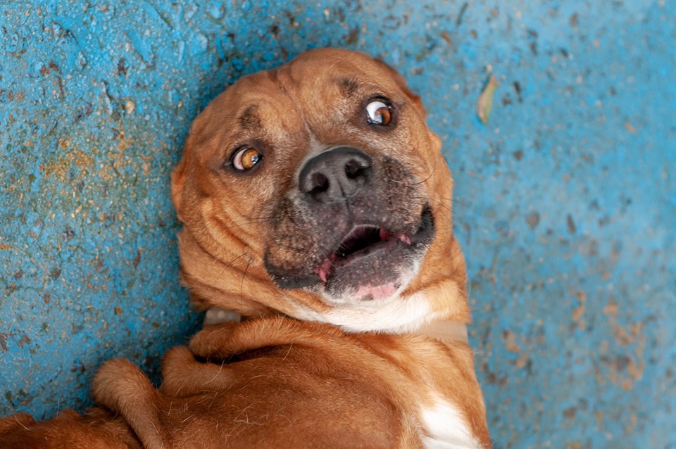 Martin Ž um mimoso que adora tirar fotos. No ‡lbum do canil, onde a fot—grafa Le’ne Bertotti fez um lindo trabalho volunt‡rio, o Martin se exibe, faz caras e bocas. Ele Ž porte grande, castrado, vacinado e microchipado. Negativo para Leishmaniose