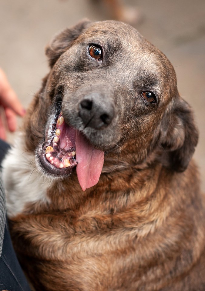 Olha que querido o Pumba, um cachorro de porte grande que sonha em ter uma caminha macia e quentinha. Ele Ž castrado, vacinado e microchipado. Negativo para Leishmaniose
