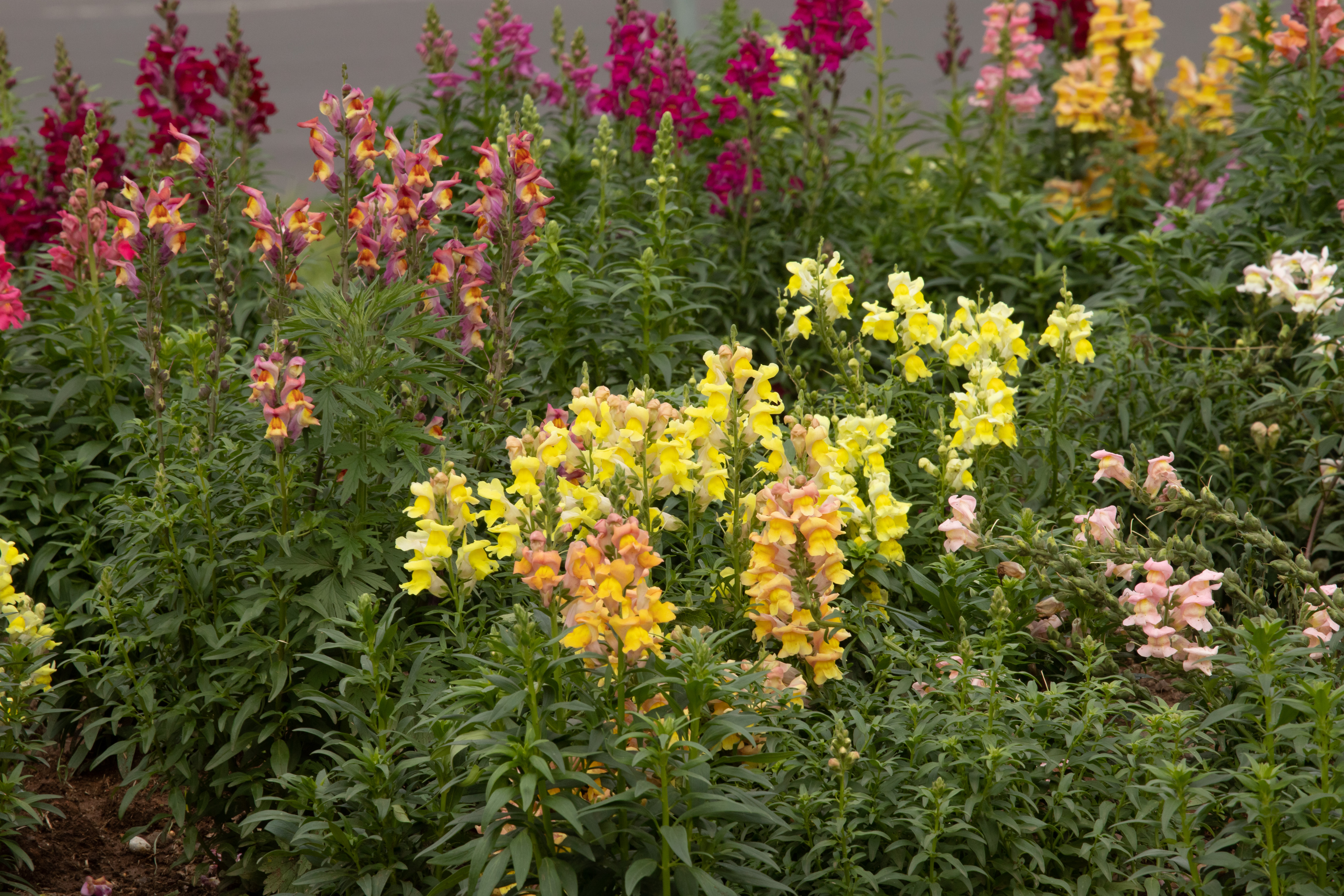 Entre as variedades de flores estão as bocas-de-leão