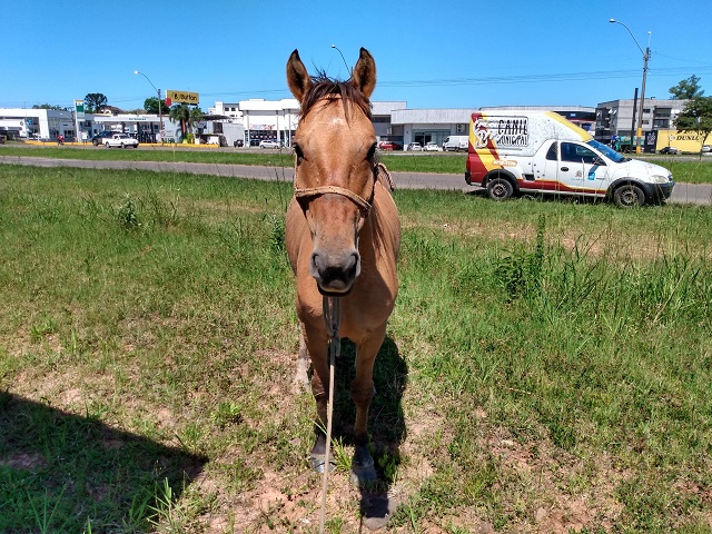 No caso de animais de médio e grande porte soltos em áreas urbanas deve-se entrar em contato com a Guarda Municipal pelo telefone 153