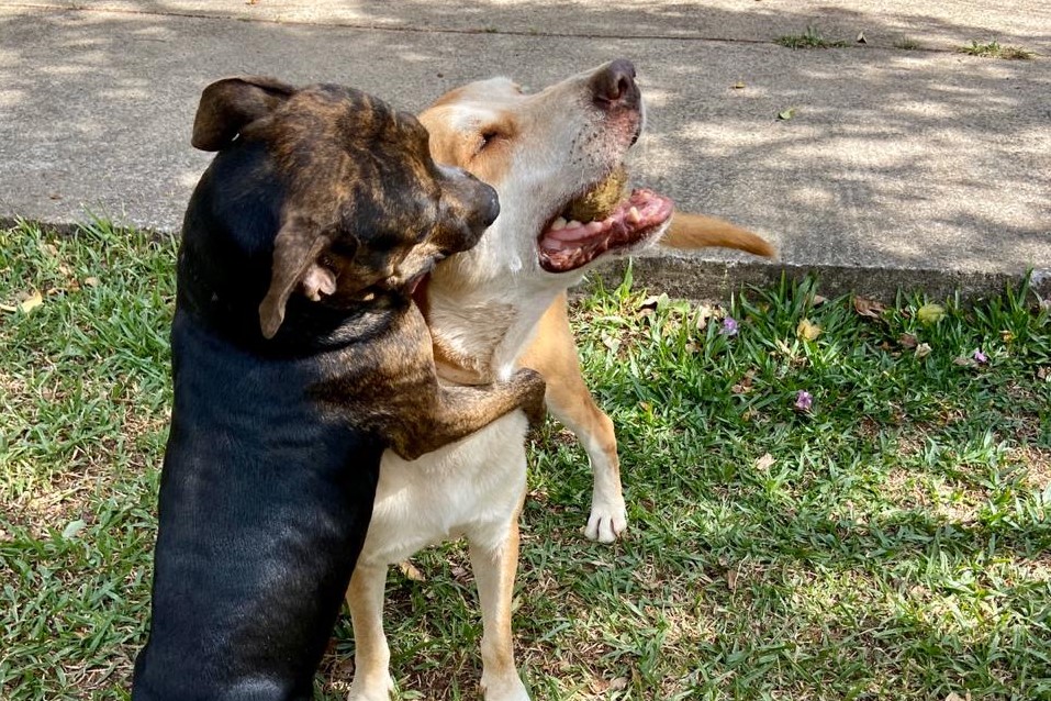 Kira e Tony sonham em ter uma família. Juntos esperam por adoção em um lar temporário   
