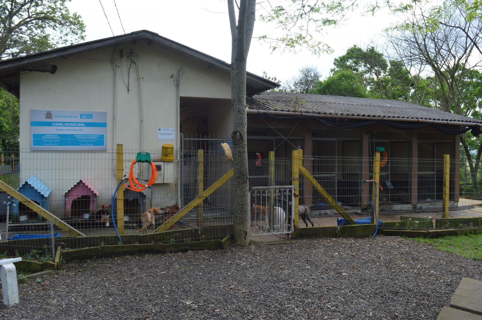 Superlotação já chegou a 31 animais a mais do que a capacidade do Canil
