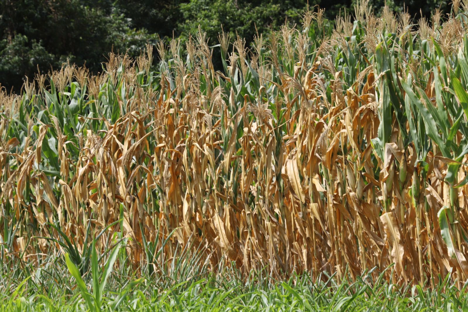 Milho teve 35% de perdas, totalizando aproximadamente R$ 5.424.300,00