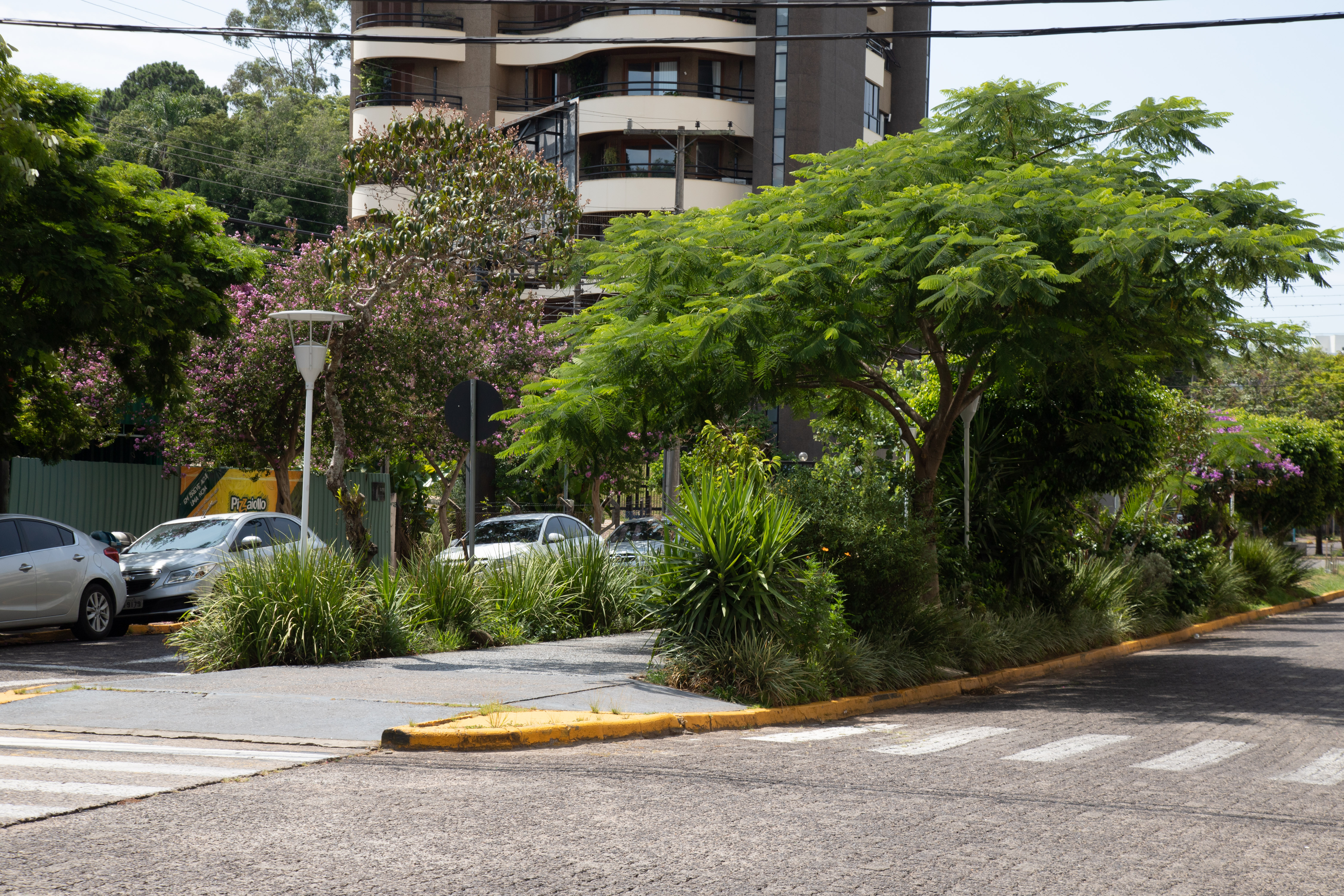 A orientação é para não plantar árvores e arbustos em via pública sem antes consultar a Prefeitura