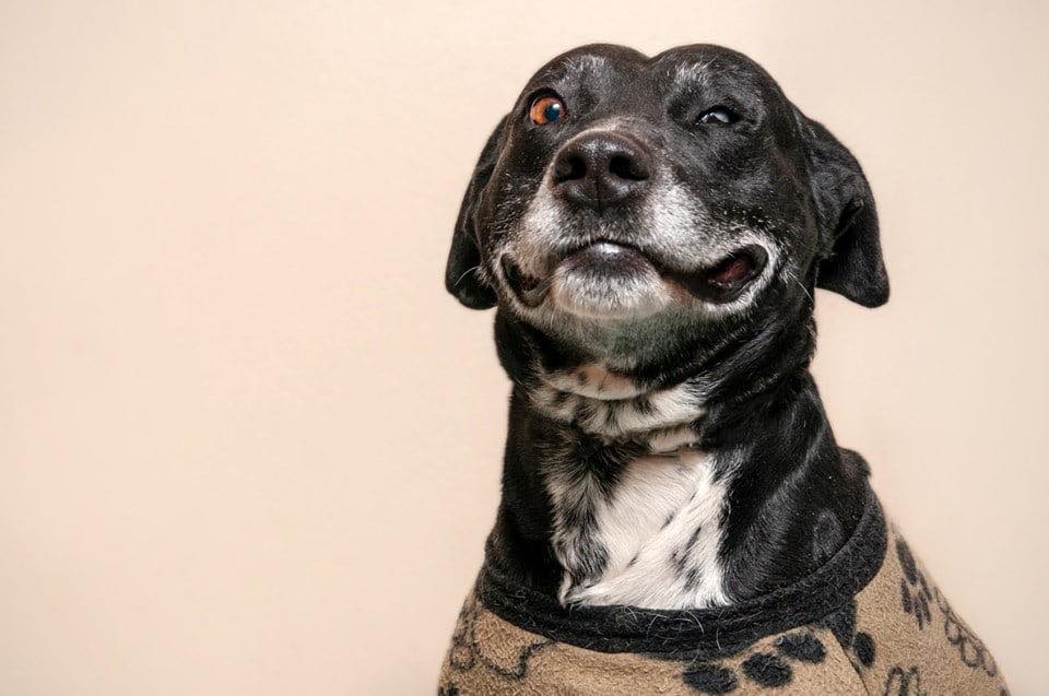 Negão aguarda sua nova família com muita simpatia e um belo sorriso