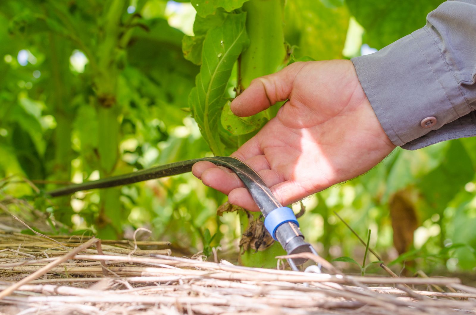 Entre as técnicas de plantio que garantem melhoria destaca-se o contínuo investimento na irrigação e adubação por gotejamento, chamada de fertirrigação
