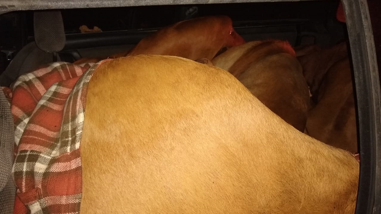 Animais mortos estavam no banco traseiro do veículo