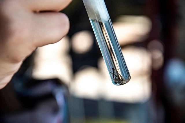 Ministério da Saúde determinou que sejam realizadas quatro etapas de coletas para o Lira