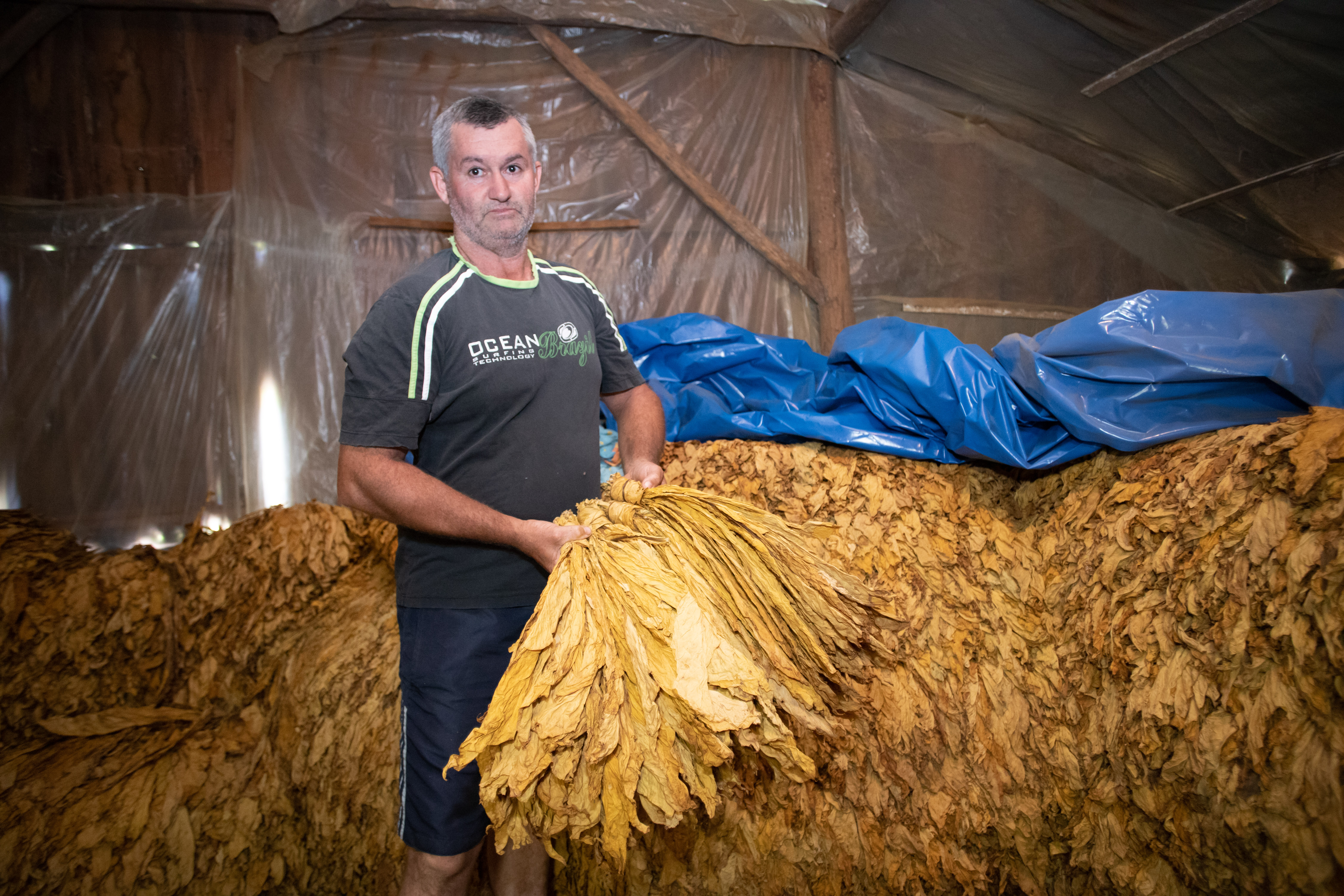 Produtor Derli Willms já comercializou parte da sua produção