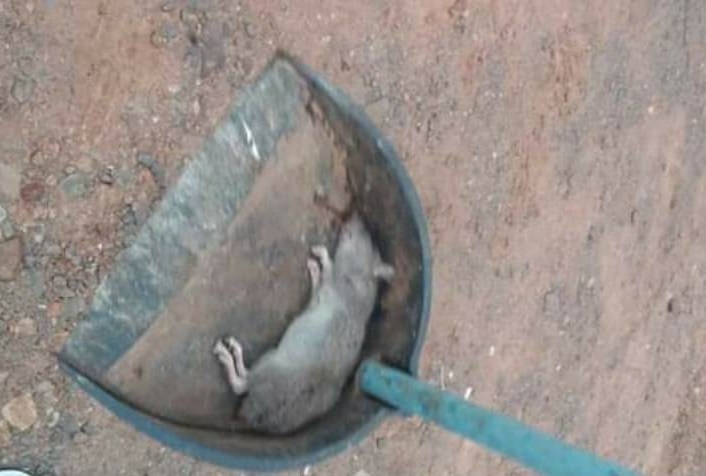 Presença de ratos tem causado preocupação aos moradores  