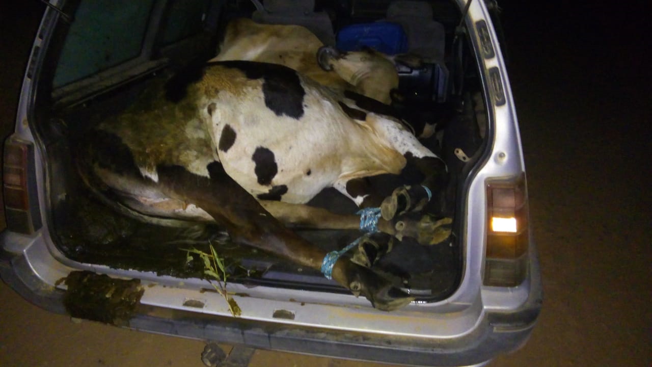 Animais abatidos estavam sendo transportados em dois automóveis