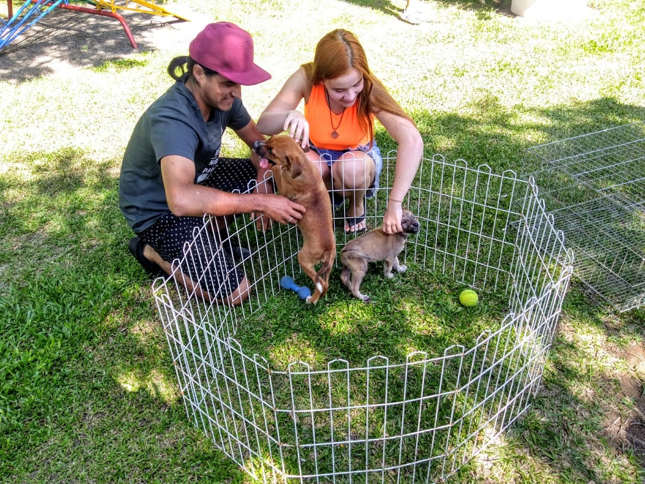 Animais do Canil Municipal foram adotados e agora podem ter uma vida nova