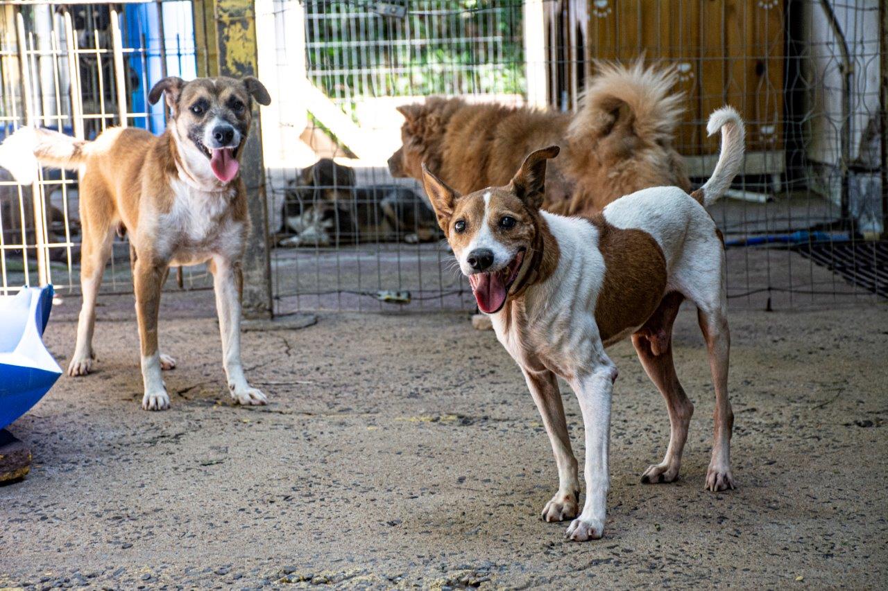 Embora saudáveis, animais idosos têm dificuldades para serem adotados