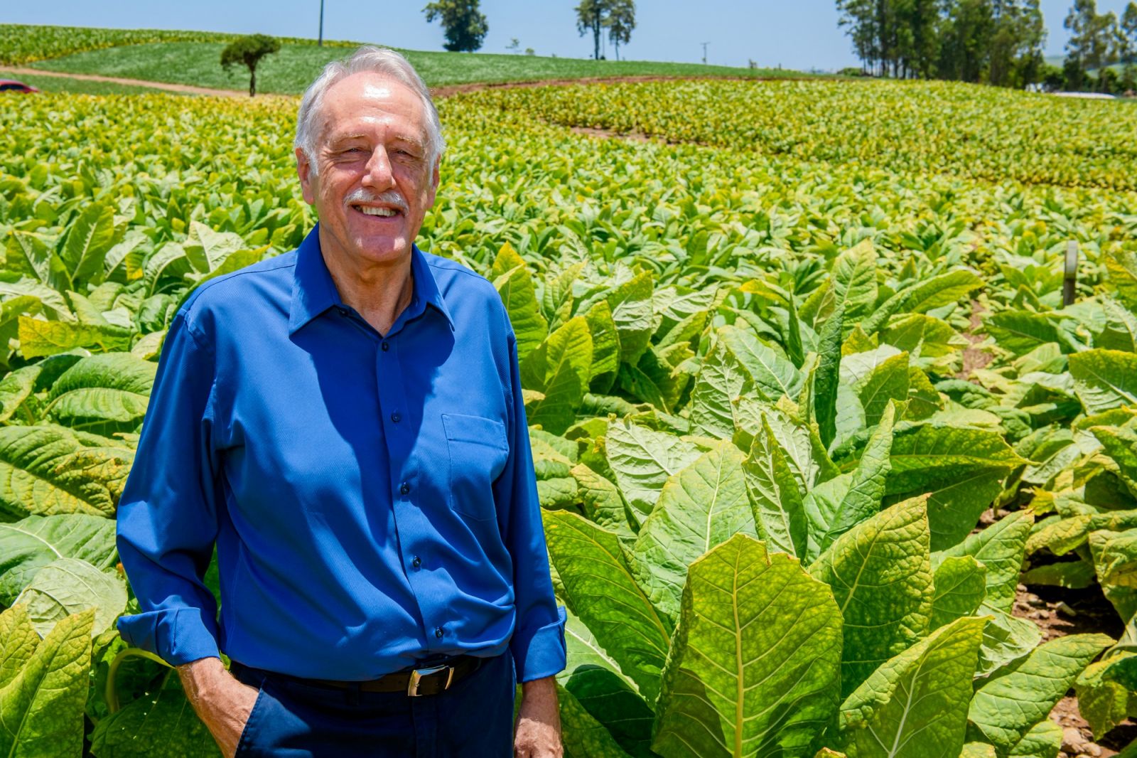 Iro Schünck: 'este é o quarto estudo que coloca o tabaco entre as culturas que menos utilizam agrotóxicos no país'