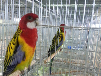 Cerca de 1600 pássaros estiveram expostos neste final de semana