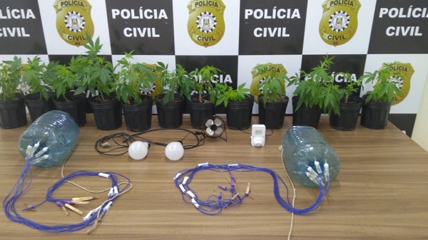 Plantação foi apreendida em Vale do Sol