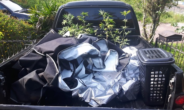 Em um dos locais havia uma estufa para cultivo de pés de maconha, que foram apreendidos