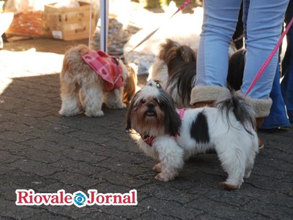 Encontro de cães da raça Shih-tzu arrecadou rações e cobertores para o Abrigo de Animais São Francisco