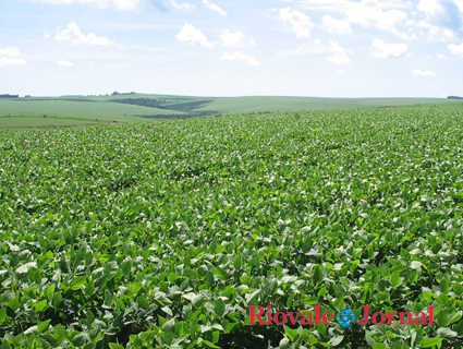 Soja do Rio Grande do Sul encolheu sua participação nas vendas externas