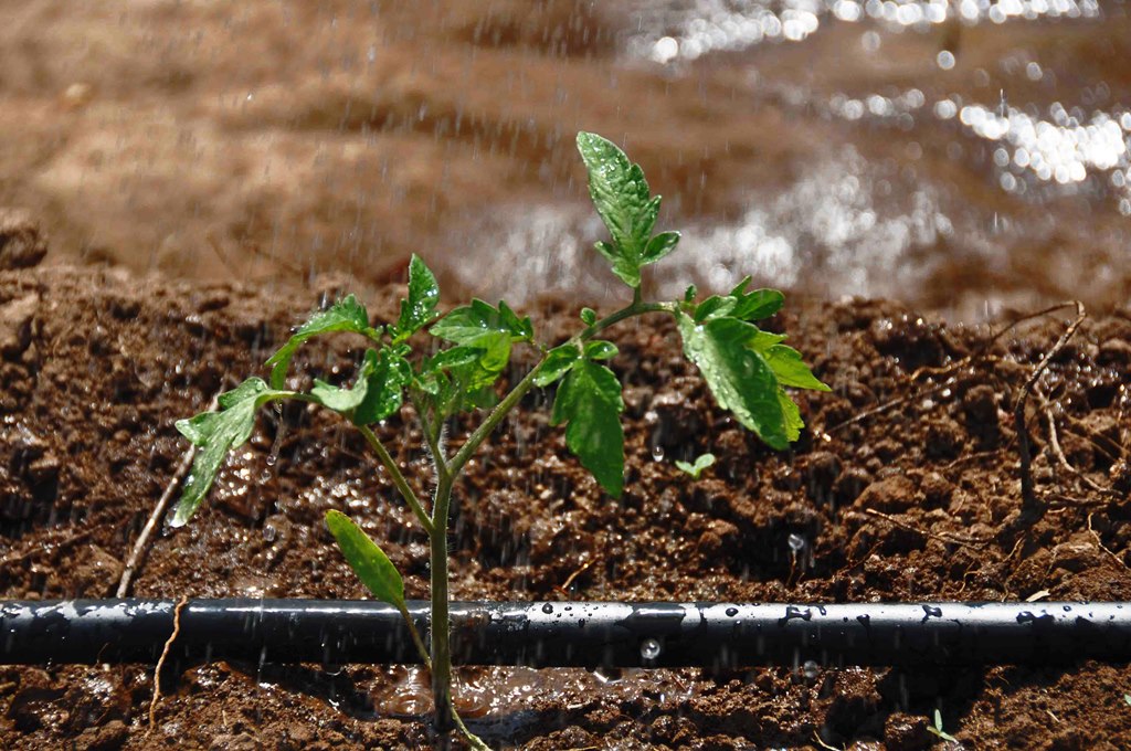 Participam agricultores do RS, proprietários e/ou arrendatários, com assistência técnica, que pratiquem agricultura conservacionista 