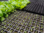 Nos Bastidores – 12