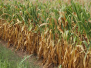 Nos Bastidores – 15