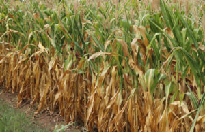 Verão será com chuvas abaixo do normal