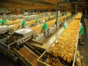 Processamento da Safra 2012 inicia em fevereiro na JTI