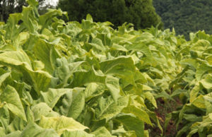 Exportações do tabaco cresceram em 2011