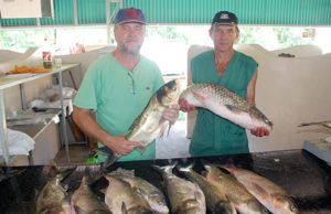 Hoje é o último dia da Feira do Peixe