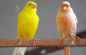 Soat realiza competição regional de ornitologia