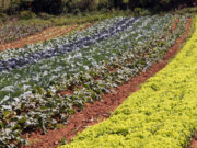 Nos Bastidores – 82