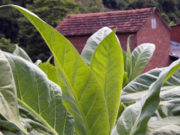 Exportação: tabaco mostra sua força