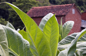 Exportação: tabaco mostra sua força